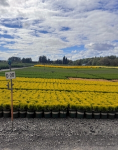 Another section was filled with Golden Globe Thuja, a widely admired variety known for its vibrant color and dense, yellow-golden foliage.