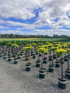 This is Daub's Frosted Juniper. Ordinarily, this is a type of ground cover, but Monrovia grafted it onto another juniper variety to create these beautiful "trees" - perfect for containers!