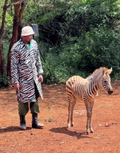 The Sheldrick Wildlife Trust is an organization that cares for orphaned African elephants and rhinos - sometimes orphaned zebras too. The caretakers wear similar striped coats so young zebras can recognize them without feeling threatened.