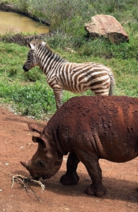This orphaned zebra, Notty, and the orphaned rhinoceros, Tytan, were rescued one week apart and became fast friends in the nursery. Now they are inseparable and always look out for each other.