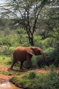 Here is another young elephant cared for by the Sheldrick Wildlife Trust. African elephants are the largest land animals on Earth, with males reaching up to 13 feet tall and weighing as much as 24,000 pounds. This one has a lot of growing to do.