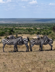Ryan road through the Masai Mara Reserve. When entering, he saw these zebras in a formation, where they stand in groups facing different directions. It is part of a cooperative survival strategy that helps protect a herd from predators - "I'll watch your back, you watch mine."