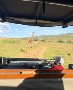 Ryan also saw this giraffe walking along one of the dirt roads. Animals are not scared of the safari vehicles because they know they won't be hurt by them, so they typically allow visitors to get pretty close.