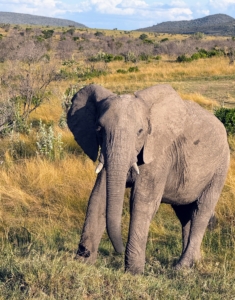 Here is another elephant. On safari, one never knows what animals will be seen - some days, one can spot many; other days, only a few. Ryan was lucky - he saw lots of animals roaming the area.