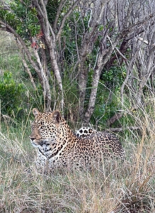 This is a leopard. Do you know the difference between the cheetah, the leopard, and the jaguar? Cheetahs have solid spots and tear marks, leopards have rosettes without inner dots, and jaguars have larger rosettes with central spots and the strongest build.