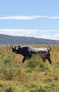 Black rhinos are the only species found in Masai Mara. They are slightly smaller but more aggressive compared to white rhino.