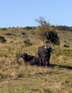 African buffalo are abundant in the Masai Mara. They are often seen in large herds near rivers, swamps, and open plains. This large animal is also one of the Big Five and among the most powerful and dangerous animals in the Masai Mara.