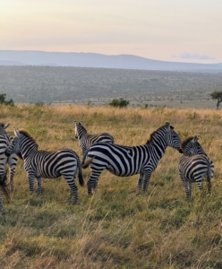 More zebras are spotted. As beautiful as they are, these wild animals are not friendly. In fact, they are often unpredictable, defensive, and aggressive - characteristics shaped by the predatory pressure of their environment.