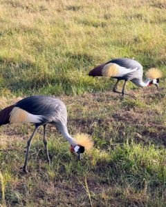 The gray crowned crane is a large crane species native to Sub-Saharan Africa. Its body plumage is mainly grey and it has white cheeks, a red throat patch, and a stiff golden crown. It is omnivorous and forages for plants, seeds, grain, insects, frogs, worms, snakes, small fish and the eggs of aquatic animals.