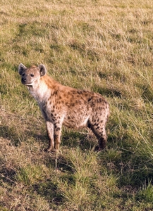 Here is a spotted hyena - a very skilled hunter, known to take down prey like wildebeest, zebra, and even large mammals like Cape buffalo.