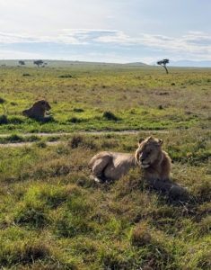 The majestic lion is also one of the Big Five. This one is a younger male noted by his still developing mane.
