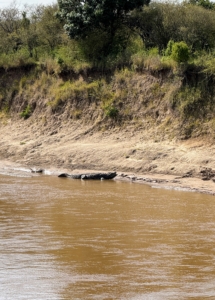 Ryan and his group were lucky to see this Nile Crocodile. It was massive in size, more than 15 feet long.
