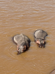 And here is a pair of young African hippopotamuses. These animals are semi-aquatic giants, spending most of the day submerged in rivers, lakes, or pools to stay cool and out of the sun.