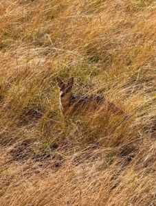 Another good sighting - this black backed jakhal, one of the most agile, intelligent, and adaptable carnivores in the Masai Mara.