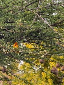 This is a Goldenn Palm Weaver with its mostly orange to red head.