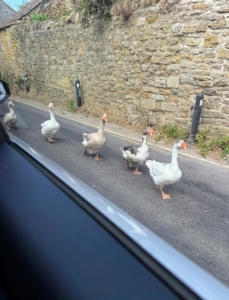 Traffic stopped for this goose procession.