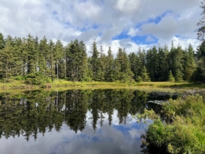 We hiked about 12 miles to and through Grizedale Forest. It is made up of many hills, tarns, and footpaths - all managed by Forestry England.