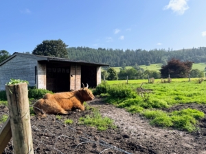 Here is one of many highland cattle we saw on our journey.