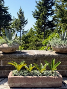 I always have agaves up at Skylands. Agaves are exotic, deer-resistant, drought-tolerant, and make wonderful container plants. Here are two on the ledge. I planted them last spring, when I came up to Maine for my traditional terrace planting weekend. In the trough below - young sago palms.