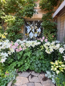 The lilies bloomed everywhere at Skylands this summer. The tall, colorful flowers filled my large terrace. this corner is just outside my living room window.
