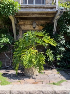 This philodendron is just under the deck off of one of my bedrooms and outside the door to my living room below. Split leaf philodendron plants are loved for their striking, large, glossy foliage and unique splits or holes, which give them a bold, exotic look.