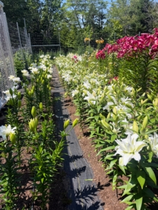 We planted so many different kinds of lilies in my cutting garden. Lilium is a genus of herbaceous flowering plants growing from bulbs and all with large, prominent flowers. The flowers are often fragrant, and come in a wide range of colors.