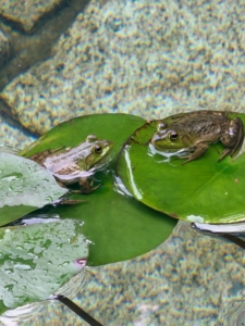 These frogs did not seem to mind me getting up close to capture their photo.