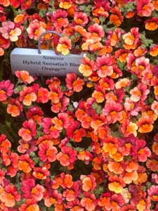 This is a Nemesia hybrid, 'Sunsatia Blood Orange.' It shows fiery red-orange flowers all season and can grow more than a foot tall and wide at maturity.