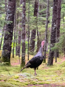 Wildlife love to walk through the woods at Skylands. This wild turkey was seen strolling between the trees on a warm, but quiet afternoon.
