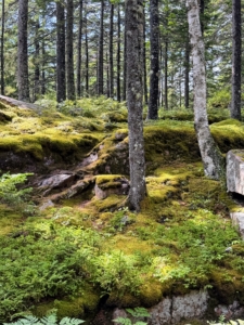 This part of the woodland is filled with beautiful moss. Mosses are small, non-vascular flowerless plants that typically form dense green clumps or mats, often in damp or shady locations.