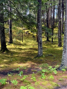 Here is another beautiful image of the woodland filled with moss. Sometimes, I use moss in my potted plants, but after the season os over, my gardeners return it to the woods, so it can continue to thrive in nature.