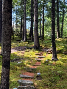 I planted moss along the pine needle footpaths in this area of the woodland.