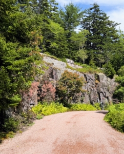 Back home, this is my front circle driveway in front of Skylands. The pink gravel lights up the carriage road.