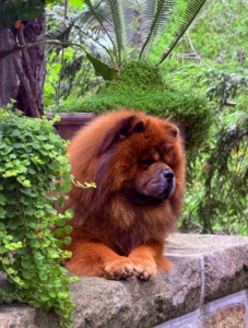 And here is my handsome Emperor Han - always "on watch."