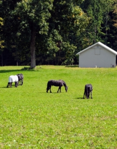 After a day of riding, grooming, and trailer training, they're now happy to be grazing, rolling, and frolicking in this giant pasture.