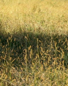 When the hay is ready, it is typically 12 to 16 inches above the ground. The stems are finer, and the overall texture is smoother. At this stage, the plants are still in a growth phase, so the hay will be high in protein, digestible, and palatable for my horses.