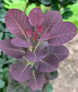 There is one leaf per node along the stem. The leaves are also deciduous, meaning they drop off in winter, or wither and persist on its branch.