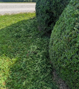 Any pruned debris is gathered and brought to the compost pile later.
