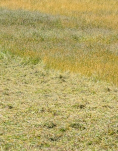 Here, one can see what has been cut and what Chhiring still has to do. It is important that Chhiring moves slowly enough to get every area of the hay field cut. He does not want to miss any bit.