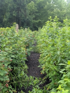 Raspberries thrive in temperate climates with cool winters, mild summers, and full sun exposure. I am fortunate to be able to maintain such healthy berry bushes here at the farm. I also grow blackberries, goose berries, strawberries, currants, and blueberries.
