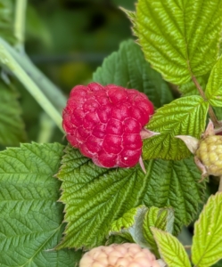 Raspberries contain vitamins A and E and are also rich in minerals, such as potassium, manganese, copper, iron, and magnesium.