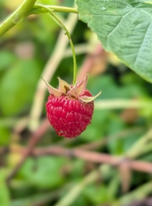 The plants grow on woody, arching stems called canes. And the berries form on the tips and along the sides of those canes.