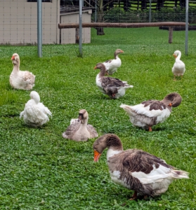 The animals are all checked that they are safe in their enclosures. I think my geese are actually looking forward to the showers.