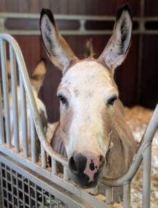 And all my horses, donkeys, and other pets are all in great care. The current nor’easter is expected to last through Sunday night and into Monday morning and finally weakening by Tuesday. I hope you are all safe where you are.