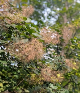 The name “smoke bush” comes from the billowy hairs attached to the flower clusters which remain in place through the summer, turning a smoky pink to purplish-pink as the weeks progress.