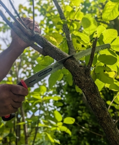 A bow saw, or pruning saw, cuts on both the fore stroke and back stroke and is designed for cutting thicker, older branches.