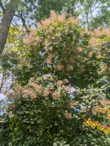 This mature smoke bush is near the front of my home, where guests can see it. The fine, feathery clusters remain attractive for many weeks from now to fall.