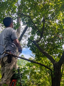 Pasang is a thoughtful pruner. He often looks at the tree to assess where he needs to cut. Any branches which interfere with the tree’s shape or create a dense framework should are removed.
