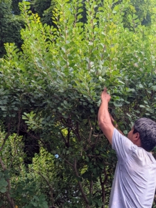 Pasang Sherpa is my resident tree pruner. He does a wonderful job overseeing the maintenance of all the trees here at my farm. I like as much of the pruning and grooming to be done by hand, so Pasang trims many branches with his pruners – one by one.