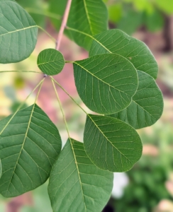 The leaves are about one-and-a-half to three inches long and ovate, or oval like, in shape.